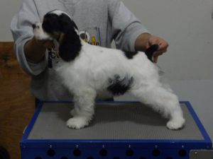 Puppies12weeks 015